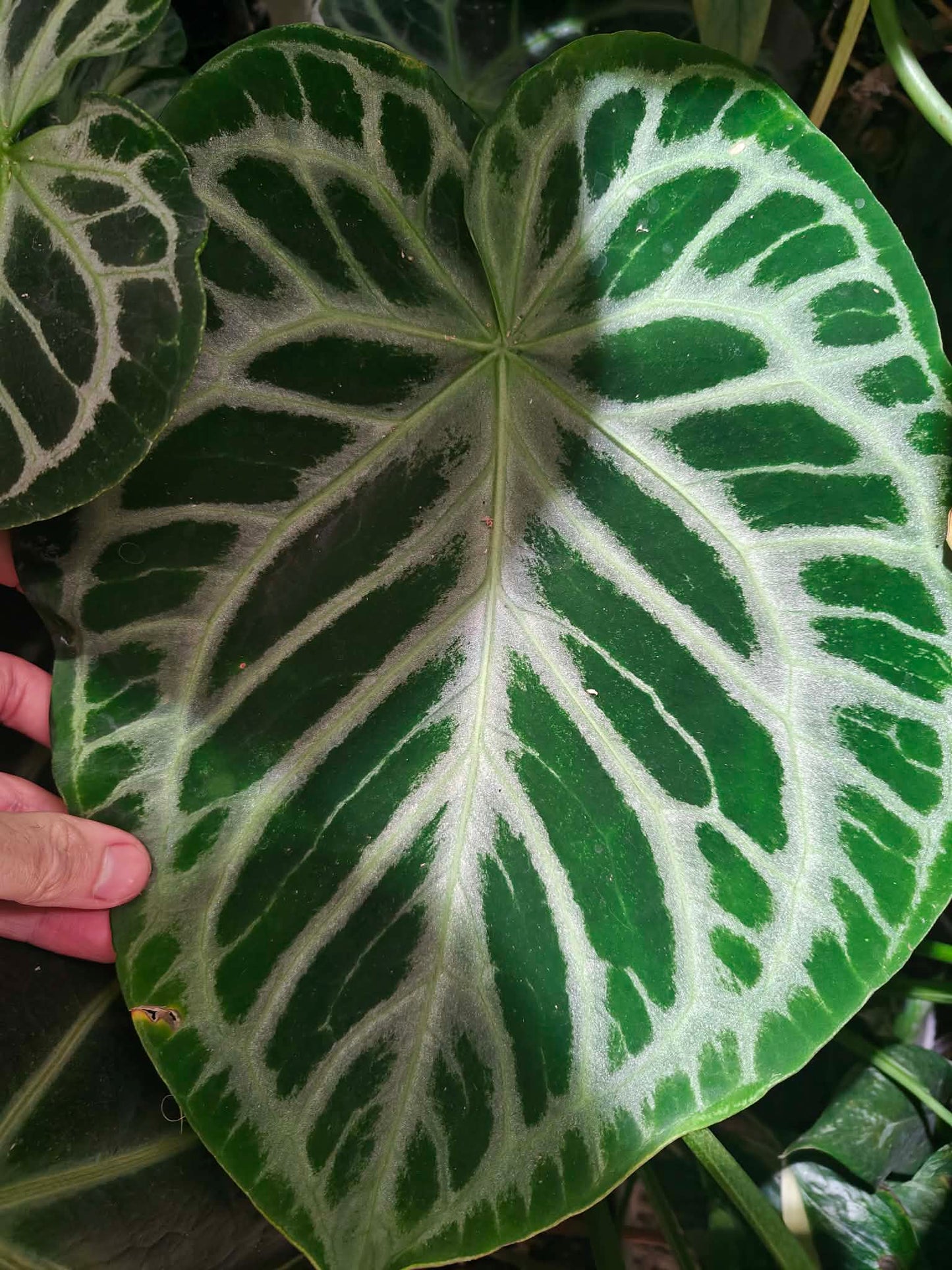 (Crystal Hope) x (Silver Blush)