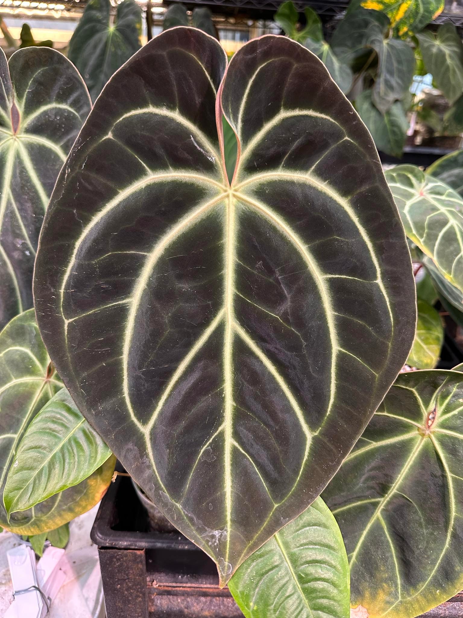 (Mag Verde x Bess ‘Rainbow’)
