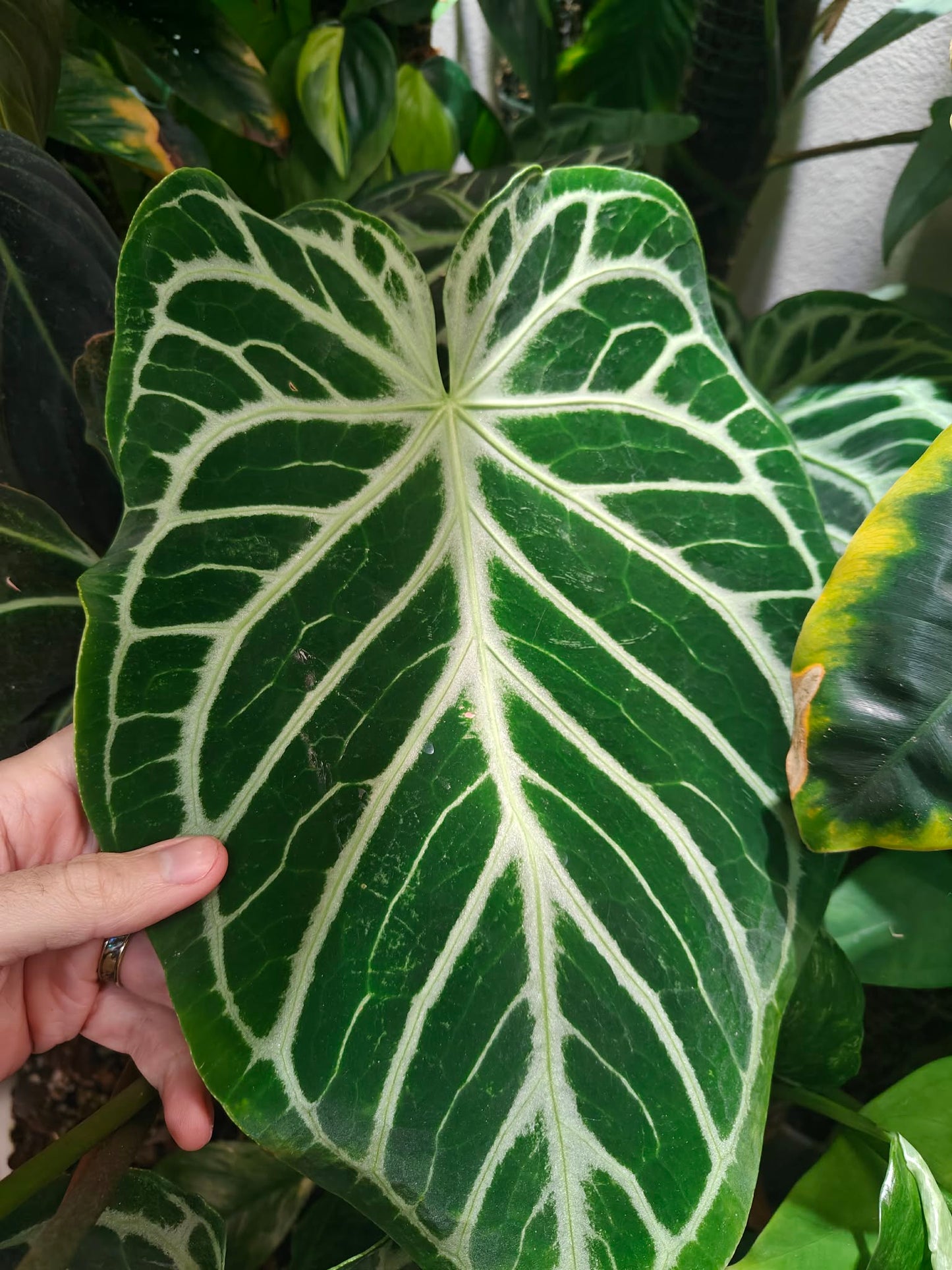 (Crystal Hope) x (Silver Blush)