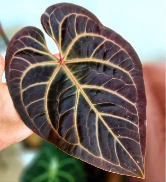 (Pink Lemonade x RC) x (Sp. Trilobe)