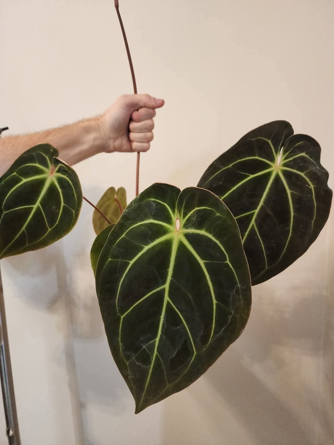 (Mag Verde x Bess ‘Rainbow’)