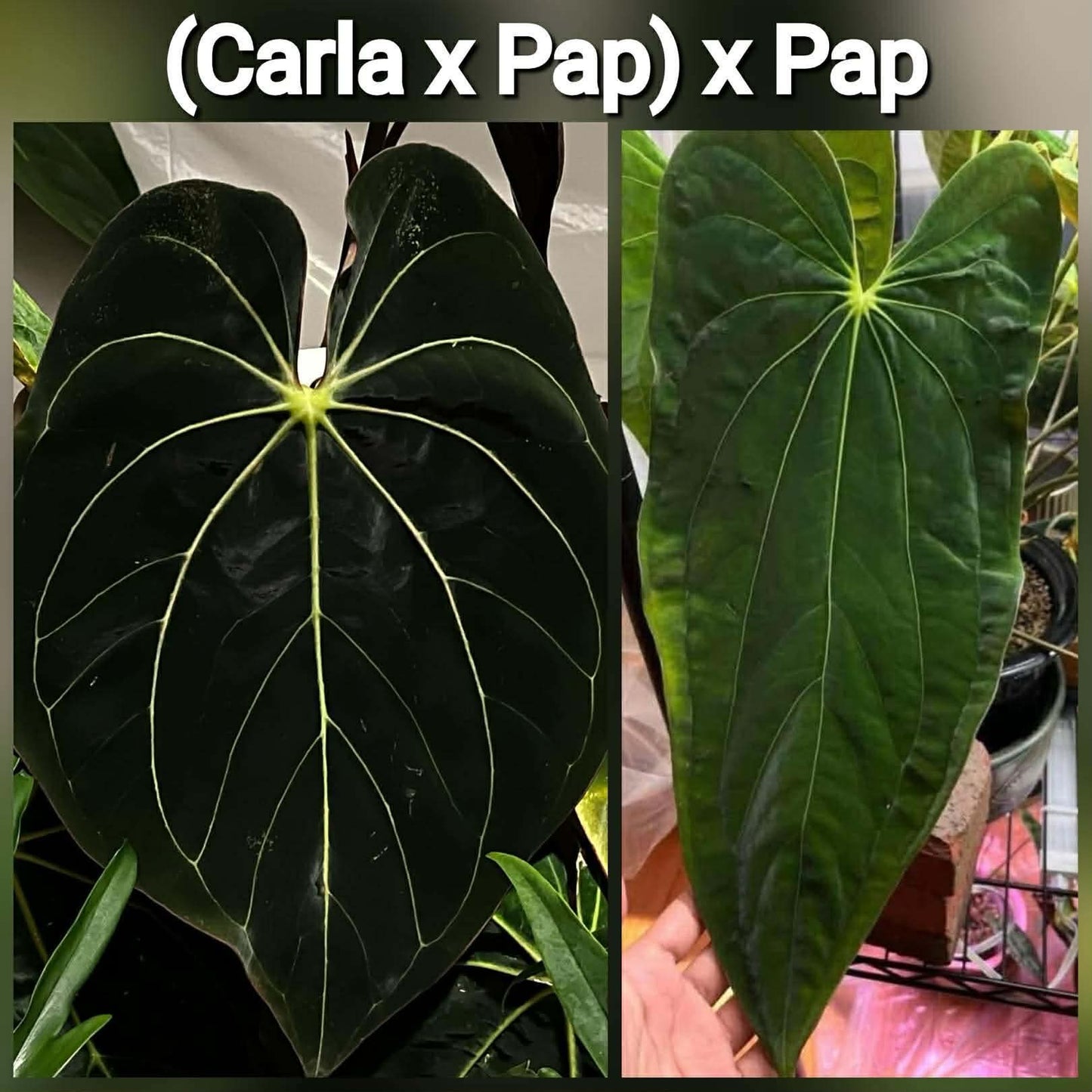 (Carla x Pap) x (Pap)
