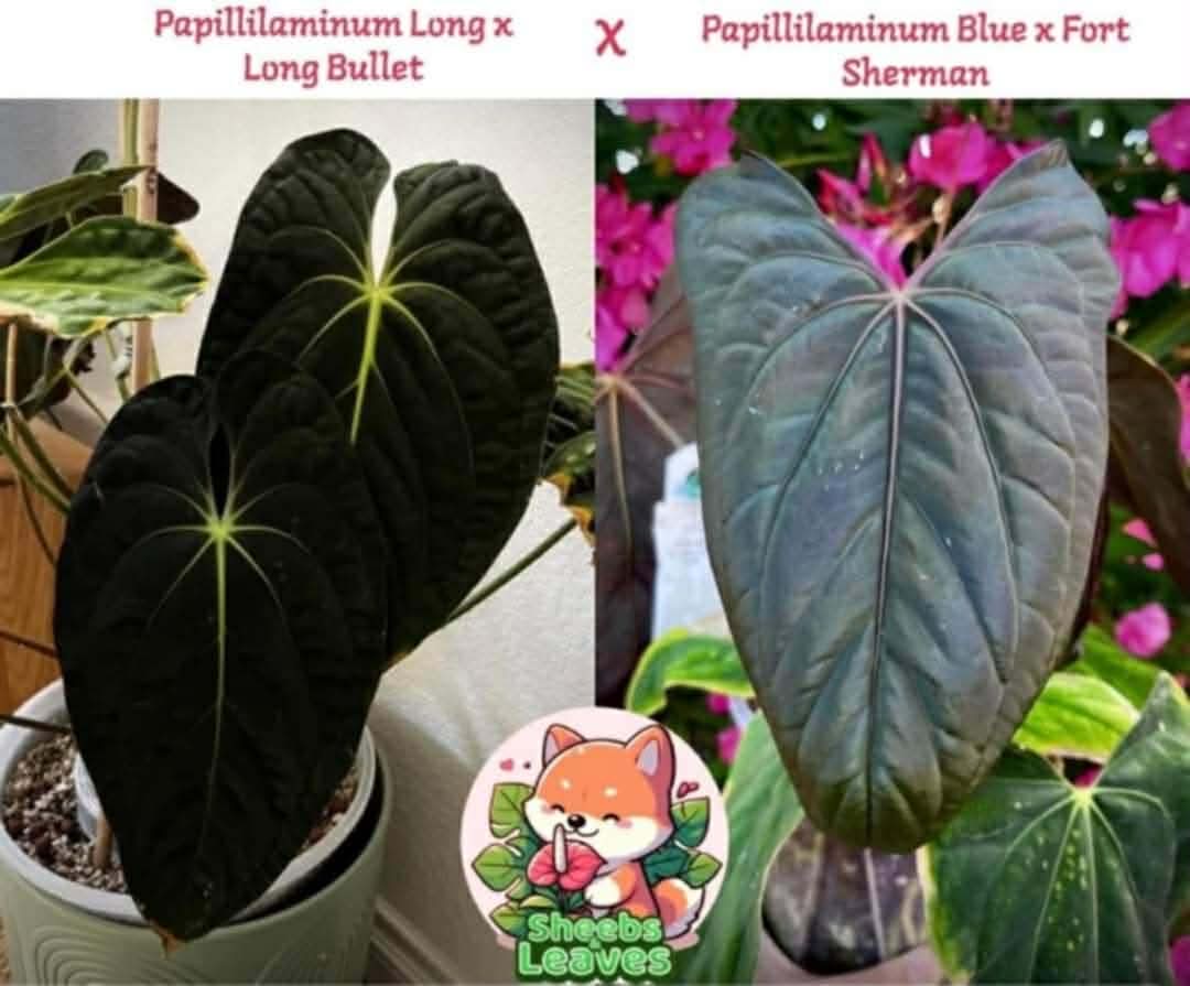 Pap (Long x Long Bullet) x Pap (Blue x FS)