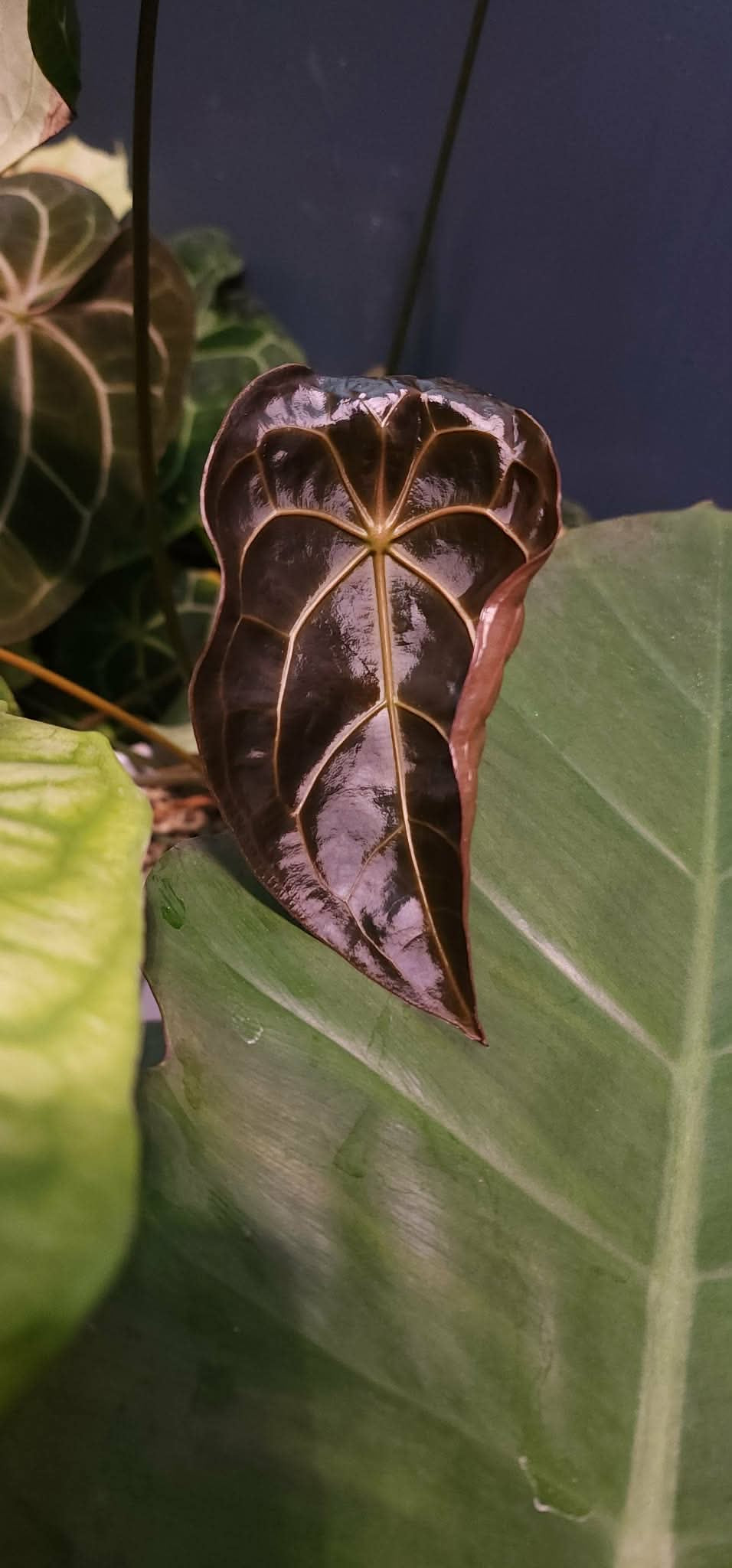 (AOS x Forgetii) x (Pink Lemonade x Black Widow Michelle)