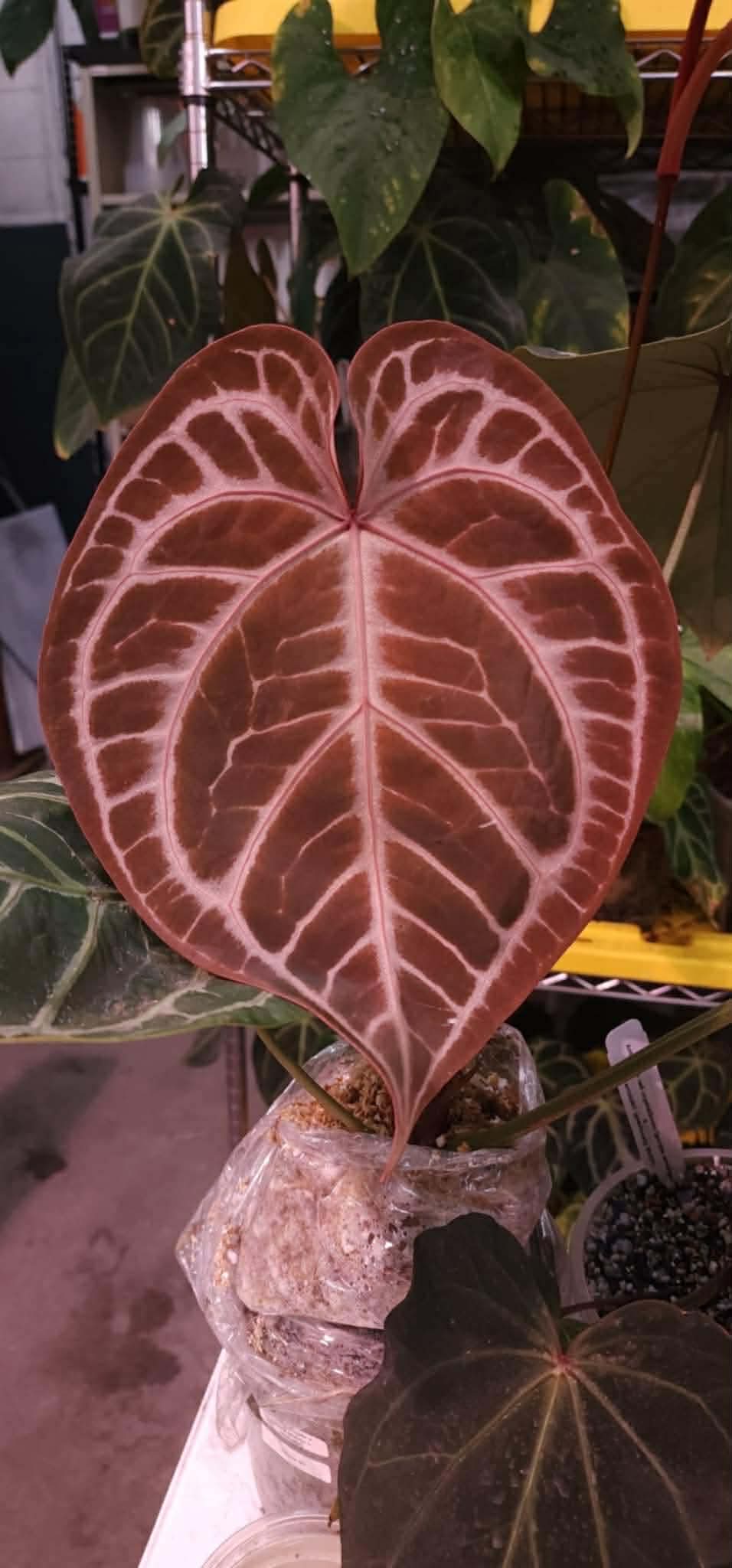 (Aos x ? x (Pap x ?)) x (Pink Lemonade x Black Widow Michelle)