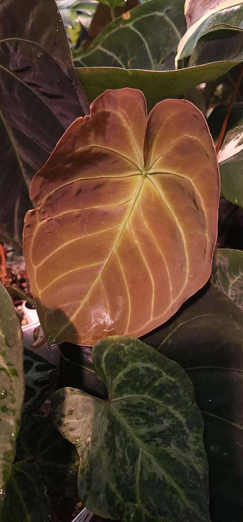 (Dressx ‘The Vader’) x (Pink Lemonade x Rioclarense Wild Type)