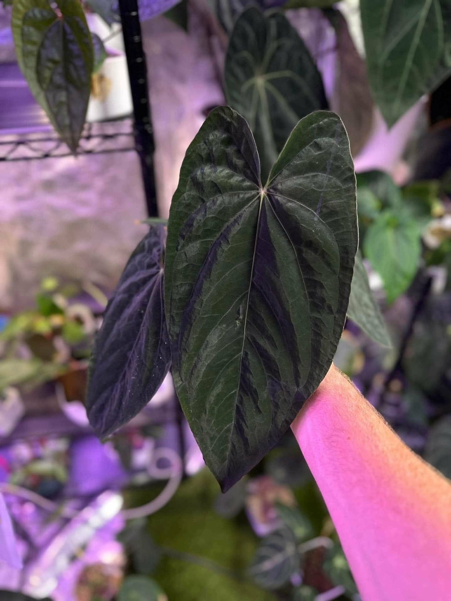 (RG Dressx) x (Crystallinum ‘Wavy’)