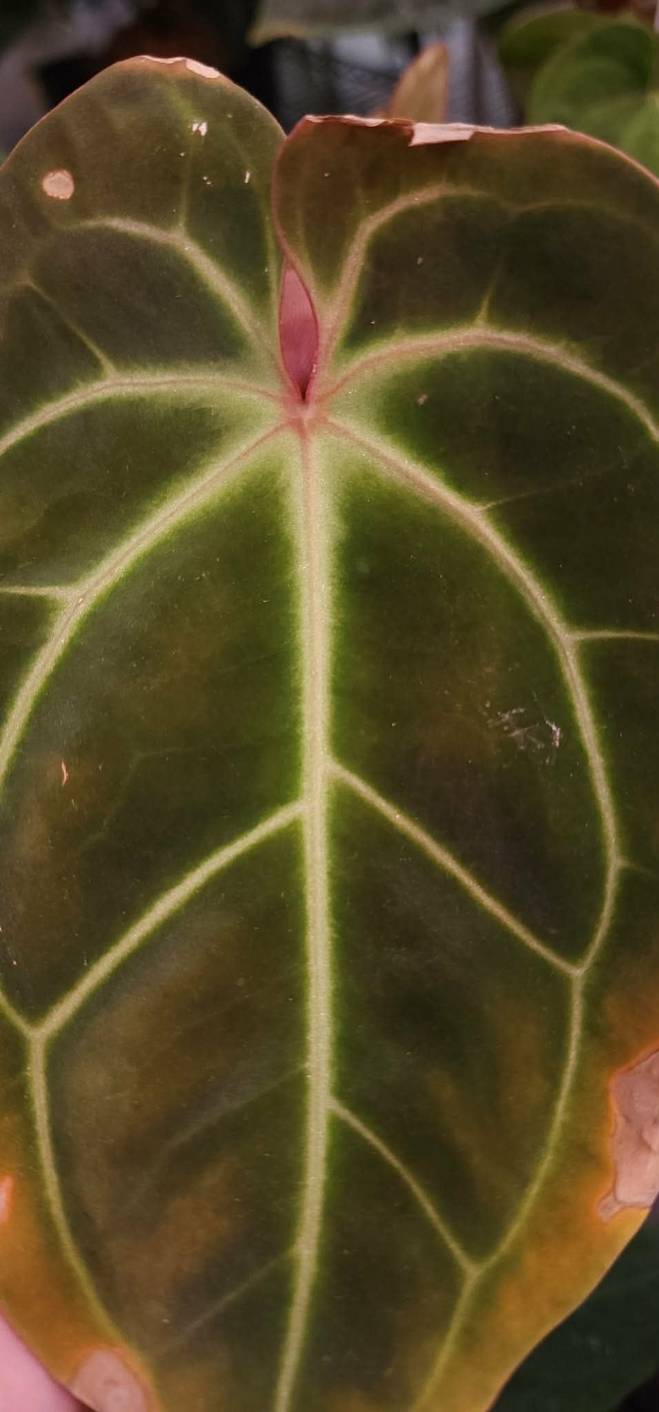 (Mag Verde x Bess ‘Rainbow’)