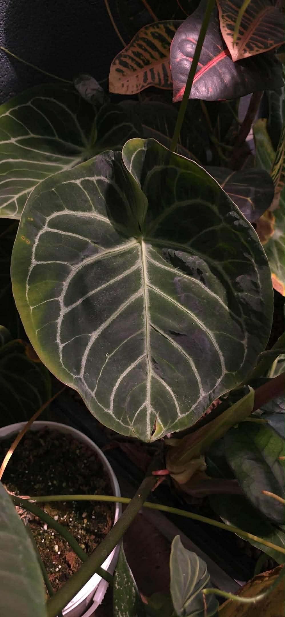 (Magnificum) x (Pink Lemonade)