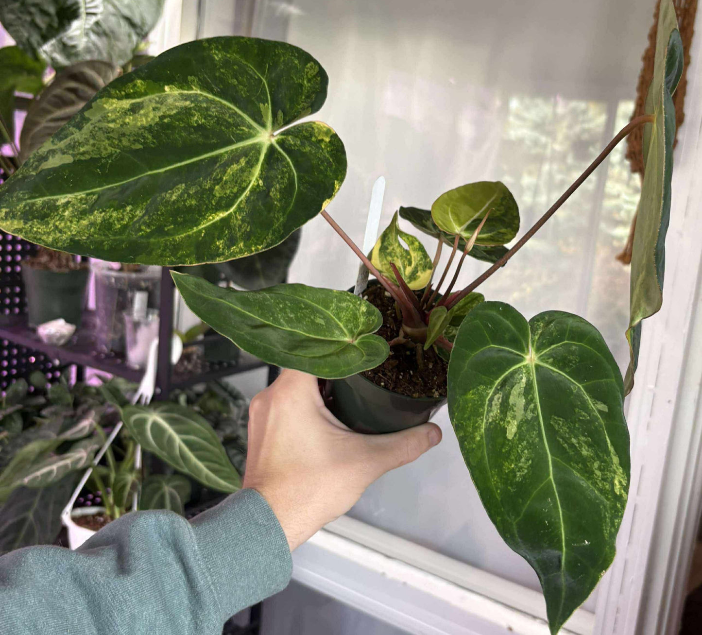 (AOS DF x BVEP) x Variegated: Carla x Var Pap