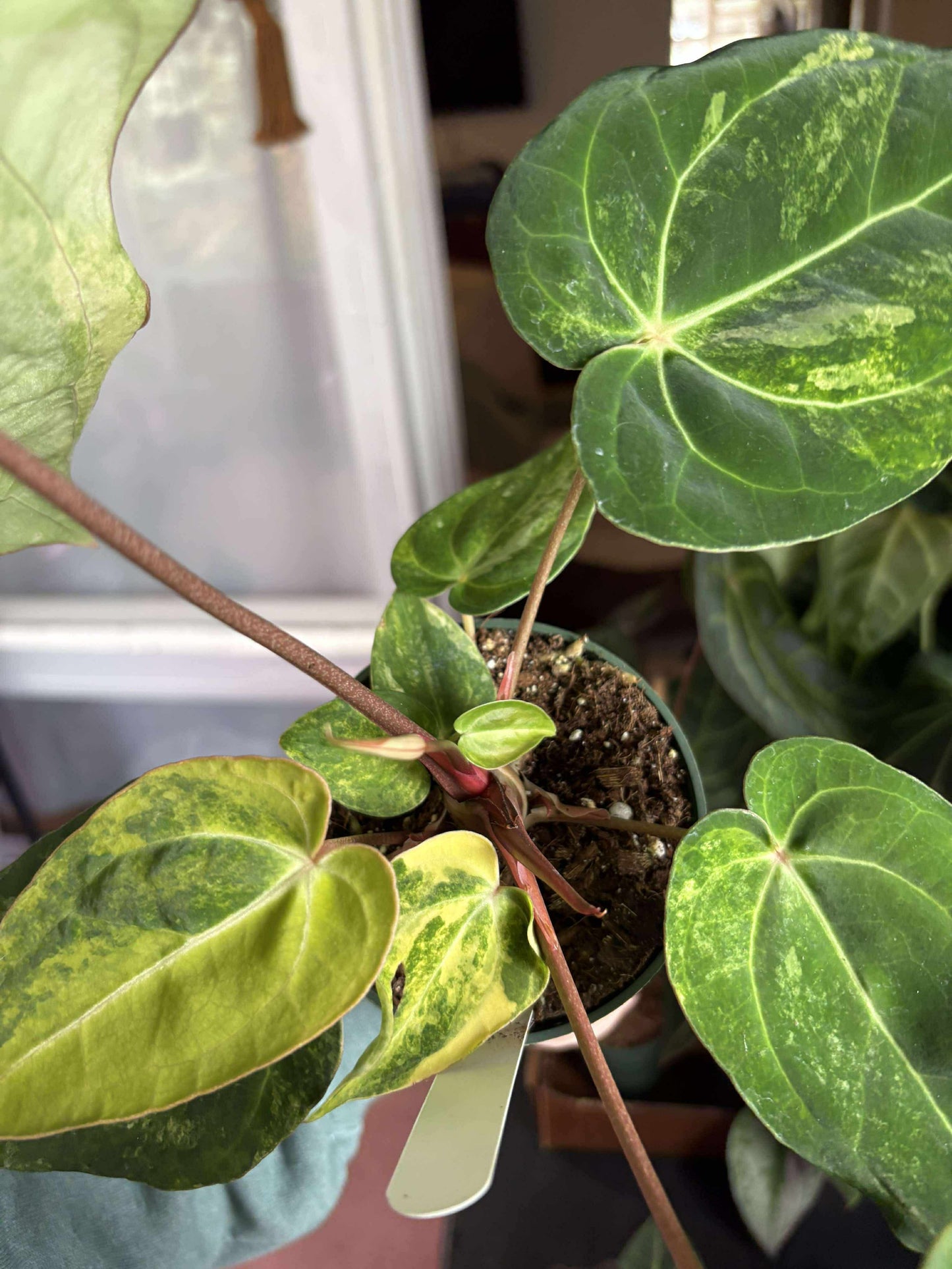 (AOS DF x BVEP) x Variegated: Carla x Var Pap