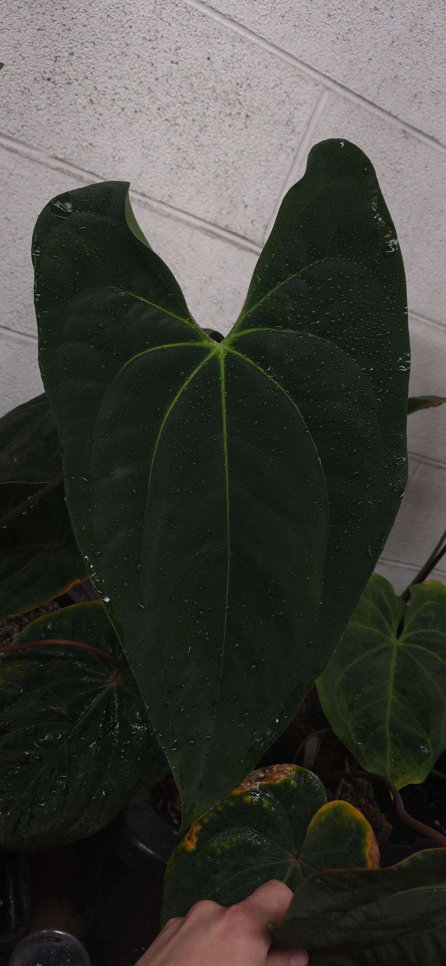 Portilioi x Pap 17x6