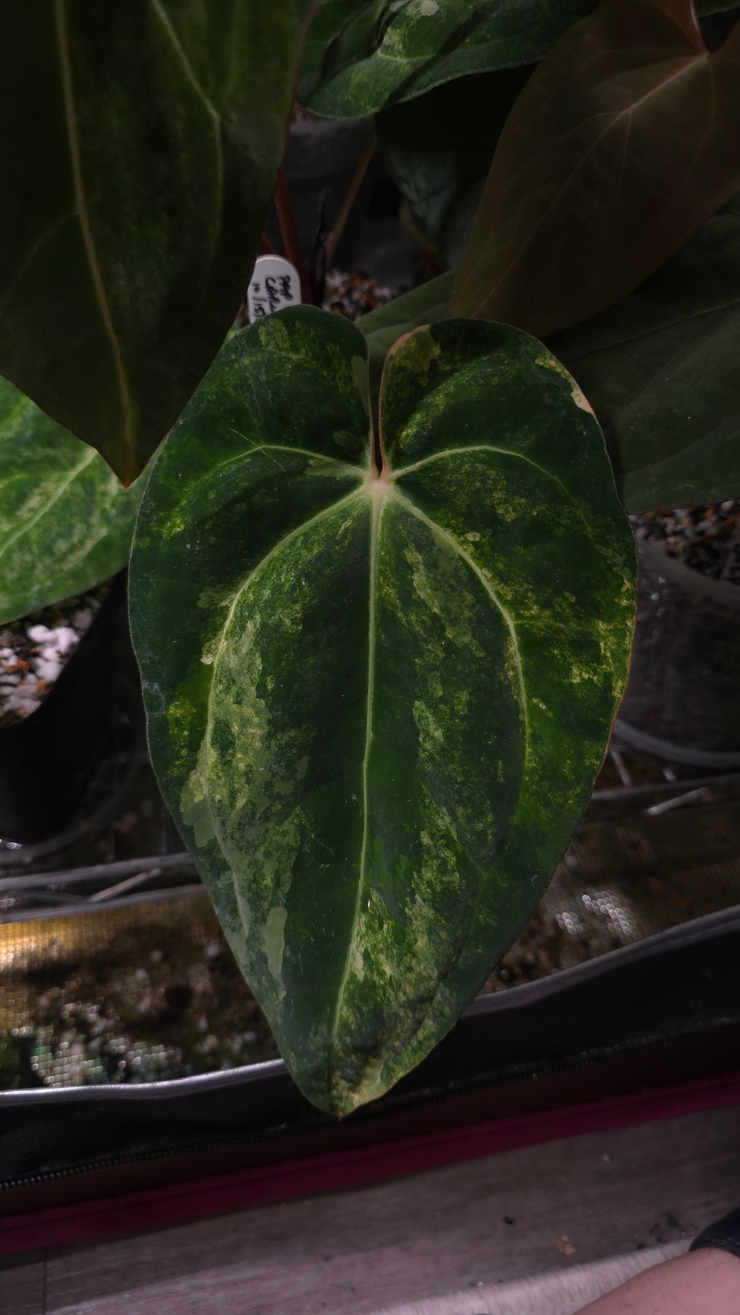 (AOS DF x BVEP) x Variegated: Carla x Var Pap