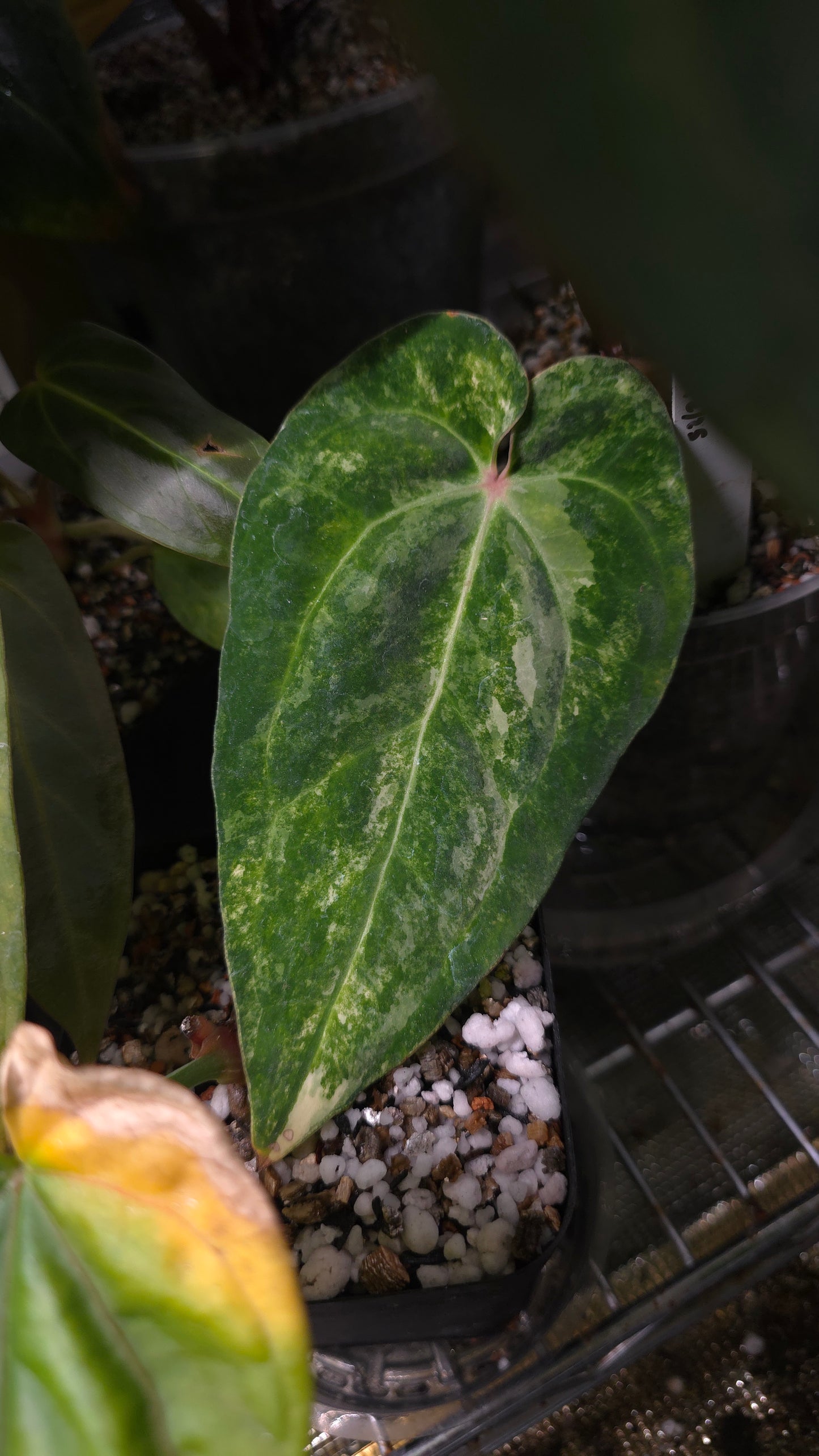 (AOS DF x BVEP) x Variegated: Carla x Var Pap