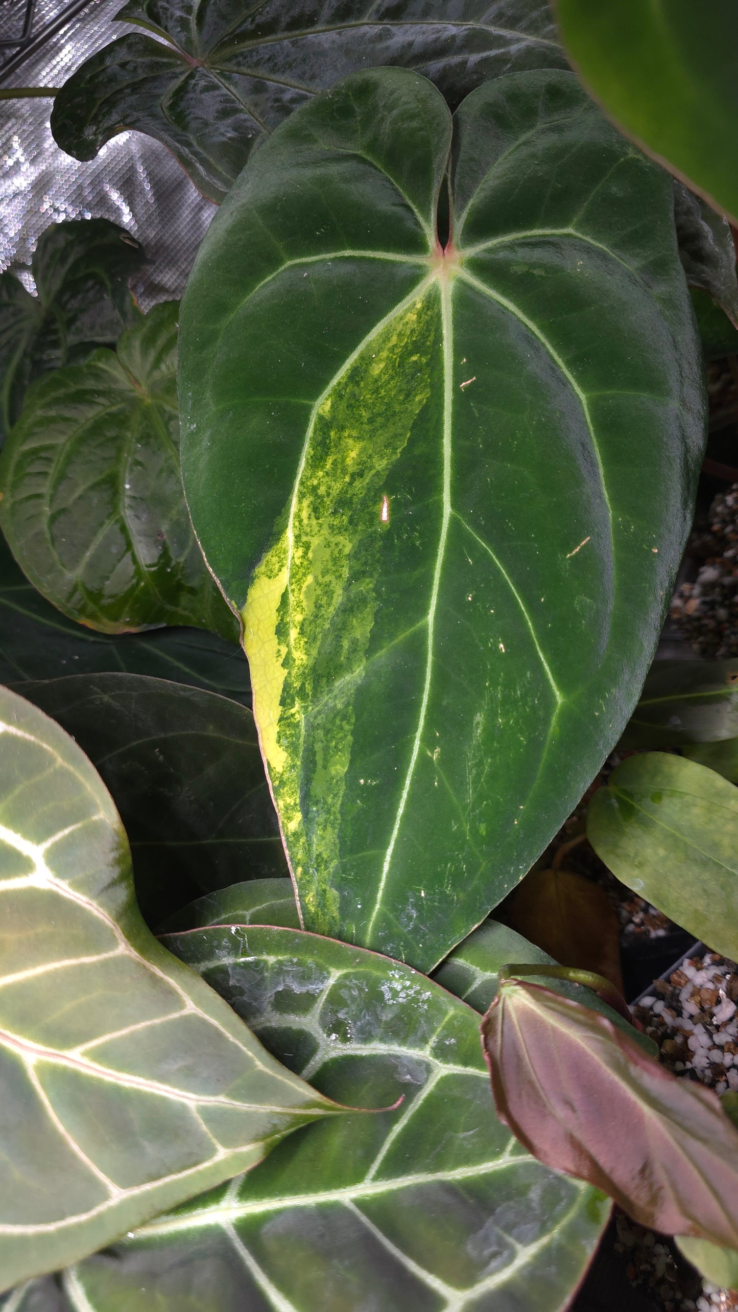 (AOS DF x BVEP) x Variegated: Carla x Var Pap