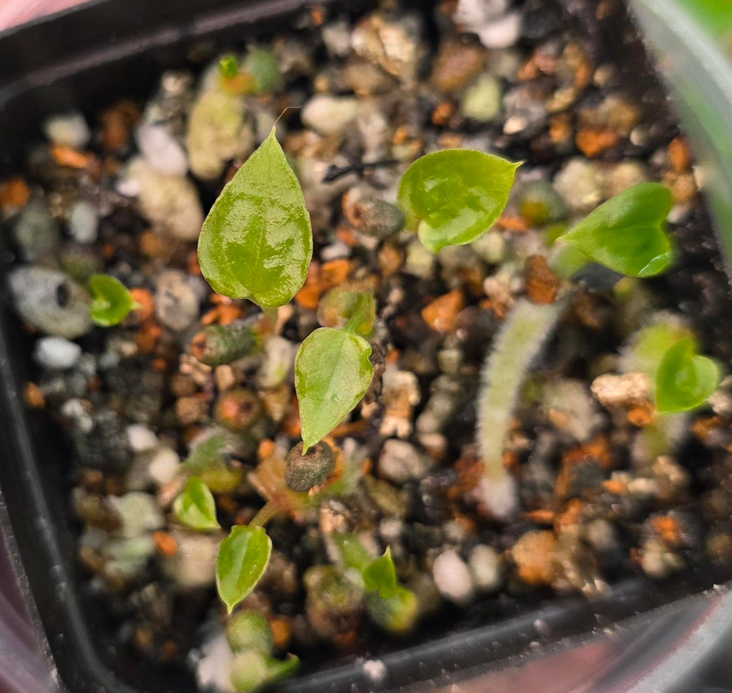 Pandamonium x (Dark and Handsome x Red Velvet Cake (DHRVC)) Seedling